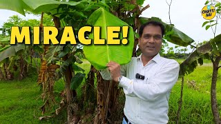 Nature’s Miracle Kela केला The Incredible Banana Plant travel nature vlog [upl. by Jule]