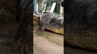 Lolong crocodile animals wildanimals [upl. by Tnilk692]