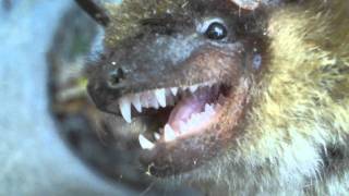 Upclose video of a bats teeth [upl. by Yesnek222]