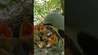 From Hatchlings to Hunters The Journey of Longtailed Shrike Babies shortsfeed trendingshorts [upl. by Sedruol]