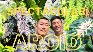 COLOCASIA  All You Need to Know About this Highly Underrated AROID  Discover RARE Varieties [upl. by Notled]