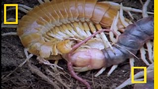 Giant Centipede  National Geographic [upl. by Shermie]