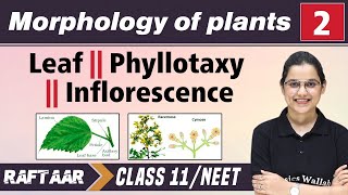 Morphology in Plants 02  Leaf  Phyllotaxy  Inflorescence  Class 11NEET  RAFTAAR [upl. by Doownel]