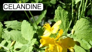 CELANDINE  CHELIDONIUM MAJUS  VÉREHULLÓ FECSKEFŰ [upl. by Yroger]