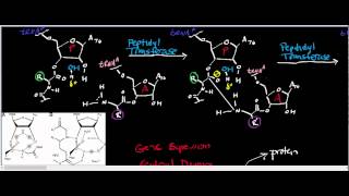 Peptidyl TransferaseRibosome Physiology Biochemistry and Mechanism [upl. by Tessler817]