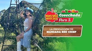 CAPITULO 4  LA PRODUCCIÓN DE MANZANA RED CHIEF ¡MANZANA MEXICANA CLARO [upl. by Ahsito144]