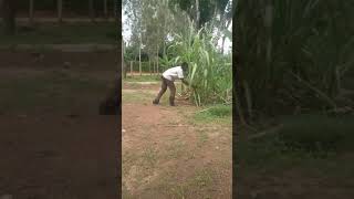 Kumbe mwizi wa miwa comedy funny funnycomedyreels jagondaentertainment [upl. by Aneez]