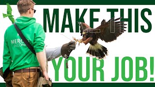 Jobs with Birds of Prey  How to become a Falconer [upl. by Naaman]