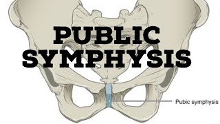 Pubic symphysis joint [upl. by Aggi]