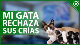 🐱 ¿Por qué tu gata RECHAZA A SUS CRÍAS y qué hacer al respecto  Posibles causas 🐱 [upl. by Filahk]