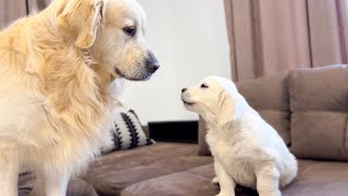 How the Golden Retriever Bailey and New Golden Retriever Mia Became Best Friends Compilation [upl. by Elrebma405]