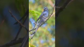 Greater Racket Tailed Drongo  കാക്കതമ്പുരാട്ടി പക്ഷി shorts birds greaterrackettaileddrongo [upl. by Yrakcaz561]