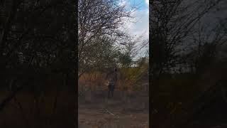 Hadza tribe leader hunting traditionally with bows and arrows in Tanzania [upl. by Leilani832]