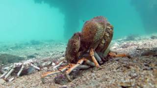 Spider Crab Molting Before Being Eaten by Stingray muted [upl. by Ticknor]