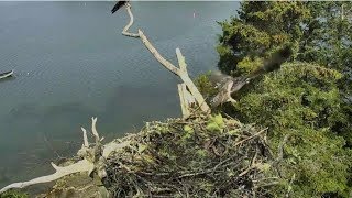 Audubon Hog Island Osprey Cam  Bailey Jumps From Nest To Escape Wasp Attack 72917 [upl. by Yecart126]