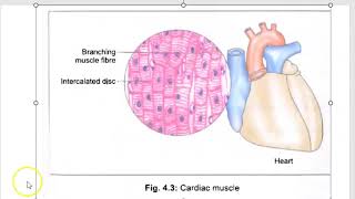 Anatomy 402 Cardiac Muscle Microscopy InterCalated Disc Branching MCQ Solved Question Paper [upl. by Bissell186]