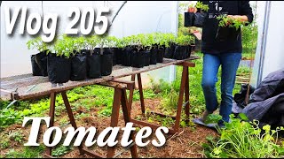 Les Tomates commencent lacclimatation en Serre  Je découvre les Fruits au Verger Vlog 205 [upl. by Morgan108]