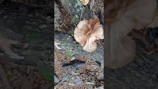 Lentinus squarrosulus in an arecanut orchard1 [upl. by Paulie]