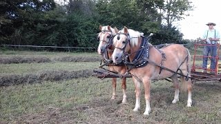 Haflinger team of geldings [upl. by Claiborne]