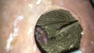 Java finch colony breeding progress multan [upl. by Llewoh45]