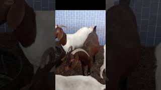 boer and Kalahari Red Goats in Nigeria [upl. by Menis]