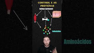 CORTISOL E AS PROTEÍNAS  COMO O CORTISOL ATUA NO METABOLISMO PROTEICO  education biology [upl. by Torey301]