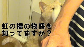 『犬が旅立ちました 猫の様子に泣けた』Afro Blueさんの動画に号泣するお母ちゃん [upl. by Elyod]