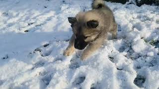 Eurasier puppies in winter [upl. by Synn]