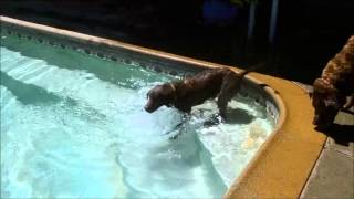 Chesapeake Bay Retriever Puppy Learning To Swim [upl. by Kohn]