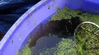 Tilapia Love Duckweed [upl. by Dranyam]