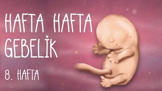 Hafta Hafta Gebelik 8 hafta [upl. by Avan]