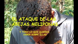 EL ATAQUE DE LAS ABEJAS MELIPONAS y todo lo que quieres saber sobre ellas [upl. by Kir]