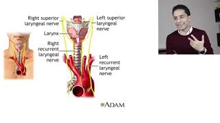 أمراض الغدة الدرقية quot9quot  Graves Disease Management [upl. by Hudis109]