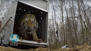 Amur Tiger Released Back into the Wild in Russia [upl. by Yllen299]