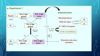 La génétique pas à pas  La génétique Mendélienne [upl. by Cleveland]