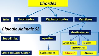 moule de biologie animale s2 2023 les cordés Super Classe des Poissons résumé du cours BCG SVI [upl. by Bryant813]