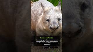 7 largest marsupials on earth marsupials [upl. by Fellner]