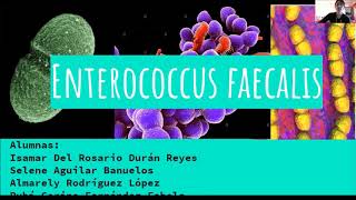 Enterococcus faecalis [upl. by Yelsnit]