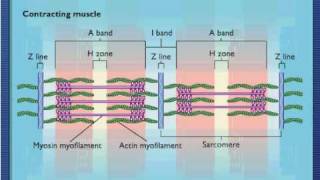 Sarcomere Contraction  Process Of Muscle Contraction With Myosin amp Actin [upl. by Shig352]