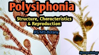 Polysiphonia  Structure Characteristics amp Reproduction  BSMSBotany  Urdu amp Hindi [upl. by Siroval]