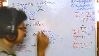 Genetics part 2 nonmendelian inheritance codominance polygene linked gene sex linkage etc [upl. by Anaerda]