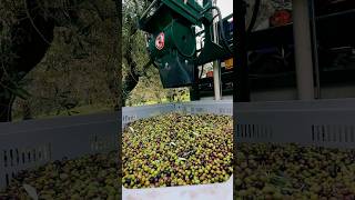 L’aspiratore per olive è un macchinario che viene utilizzata per raccogliere le olive sulle reti [upl. by Cazzie93]