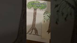 Lepidodendron tree drawingdrawing newtrend [upl. by Scotney805]