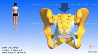 Larticulation sacroiliaque [upl. by Ozmo]