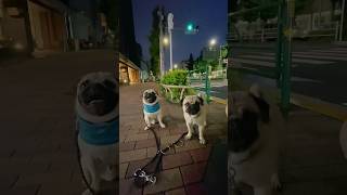 散歩 夜パグ night pug shorts [upl. by Lothair]