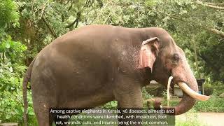 Healing Giants a short film by Oviya MSc Wildlife Conservation Action Programme [upl. by Alicea146]