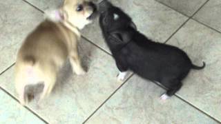 Mini pig and puppy Playing together so cute [upl. by Jerald]