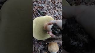 QUE GUAPADA ENCONTRARLOSboletus nature porcini mushroom aereus naturaleza [upl. by Kampmann]