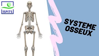 Système osseux ISPITS Anatomie S1 [upl. by Basset]