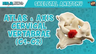 Atlas amp Axis Cervical Vertebrae C1C2 Anatomy [upl. by Tommi699]